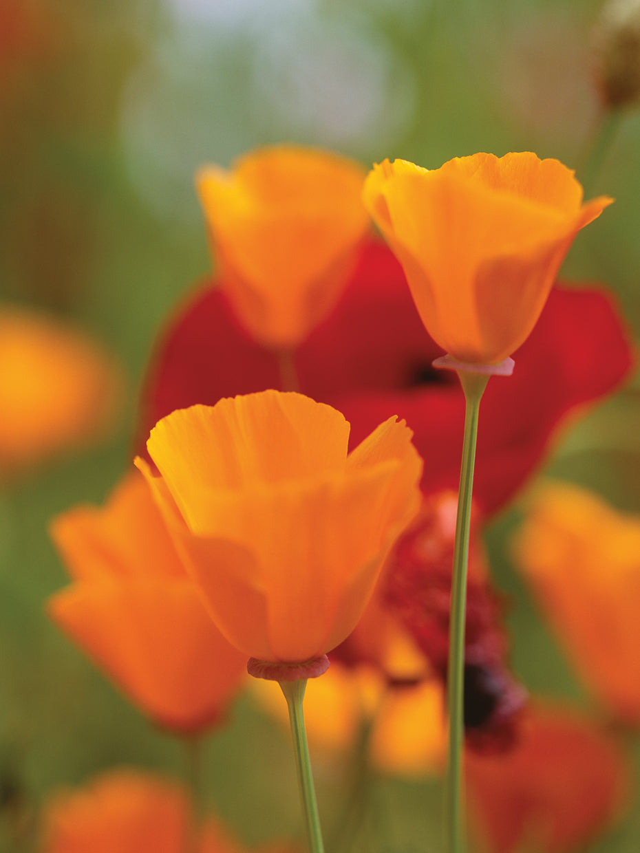 Amapolas doradas de California Lienzo
