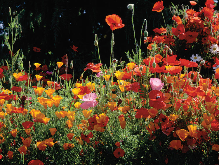 Campos de amapola Lienzo