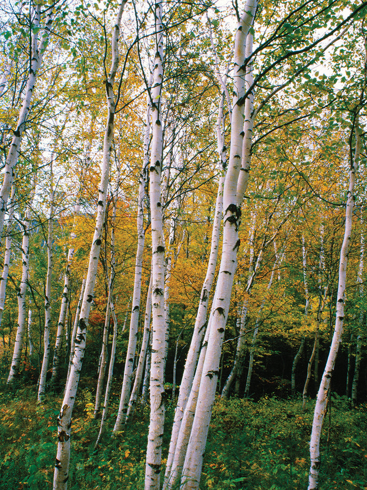 Stand of White Birches