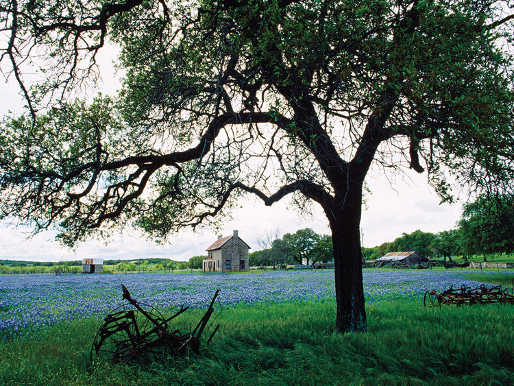 Wildflower Meadow Viewpoint