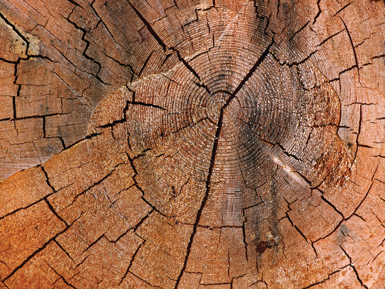 Líneas de tocón de árbol Lienzo