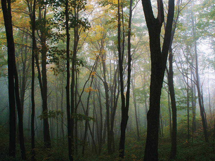 Misty Forest In Autumn