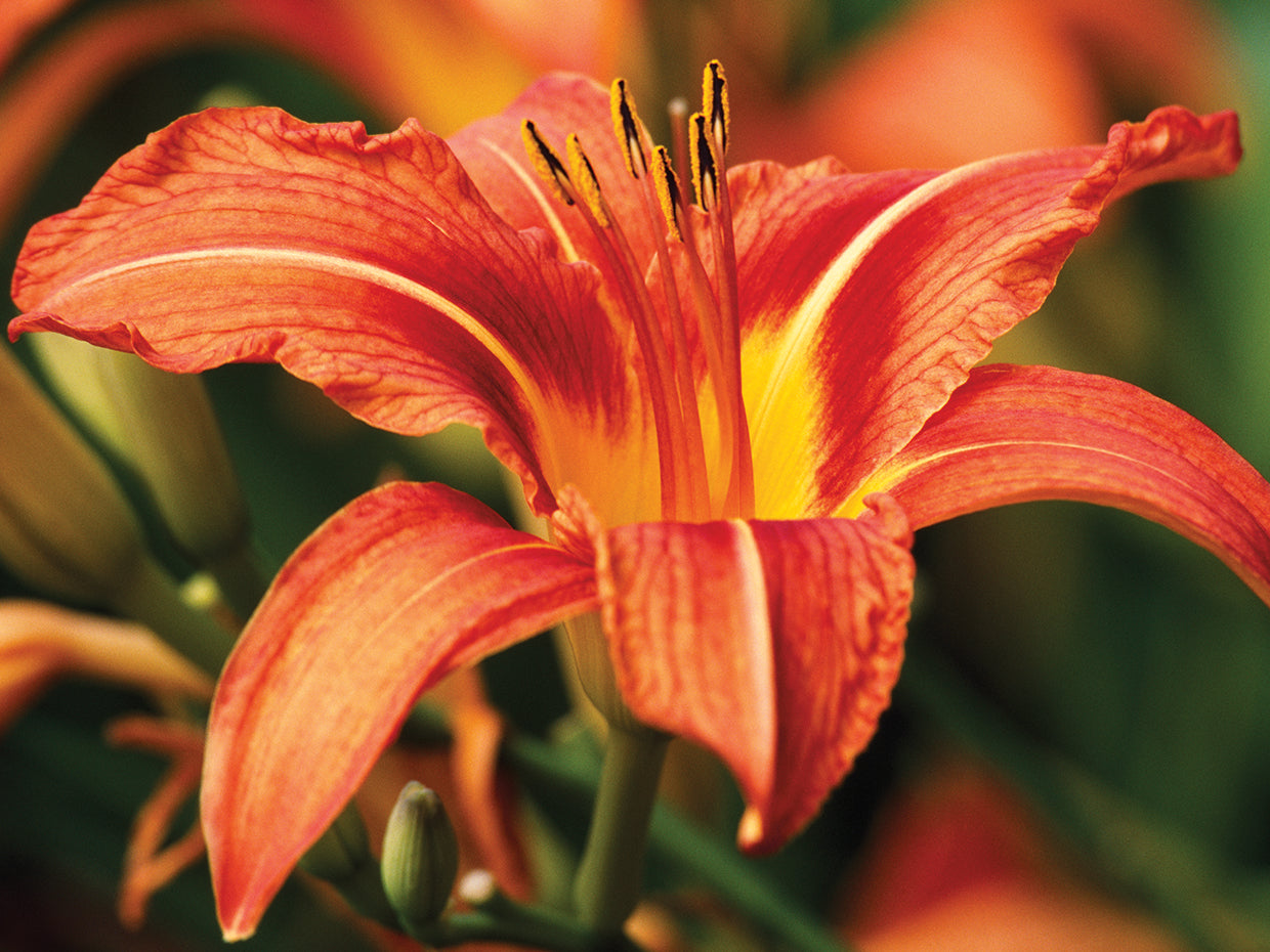 Tiger Lily Flower Blossoms