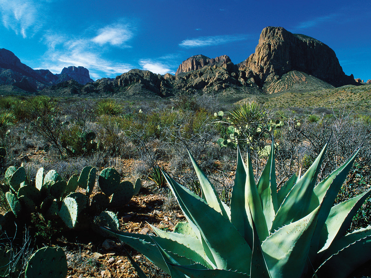 Desert Landscape Succulents