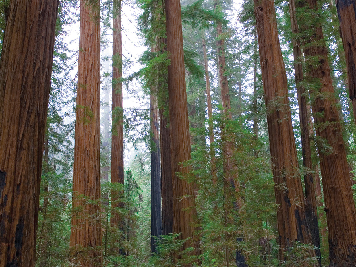 Redwood Grove pacífica Lienzo