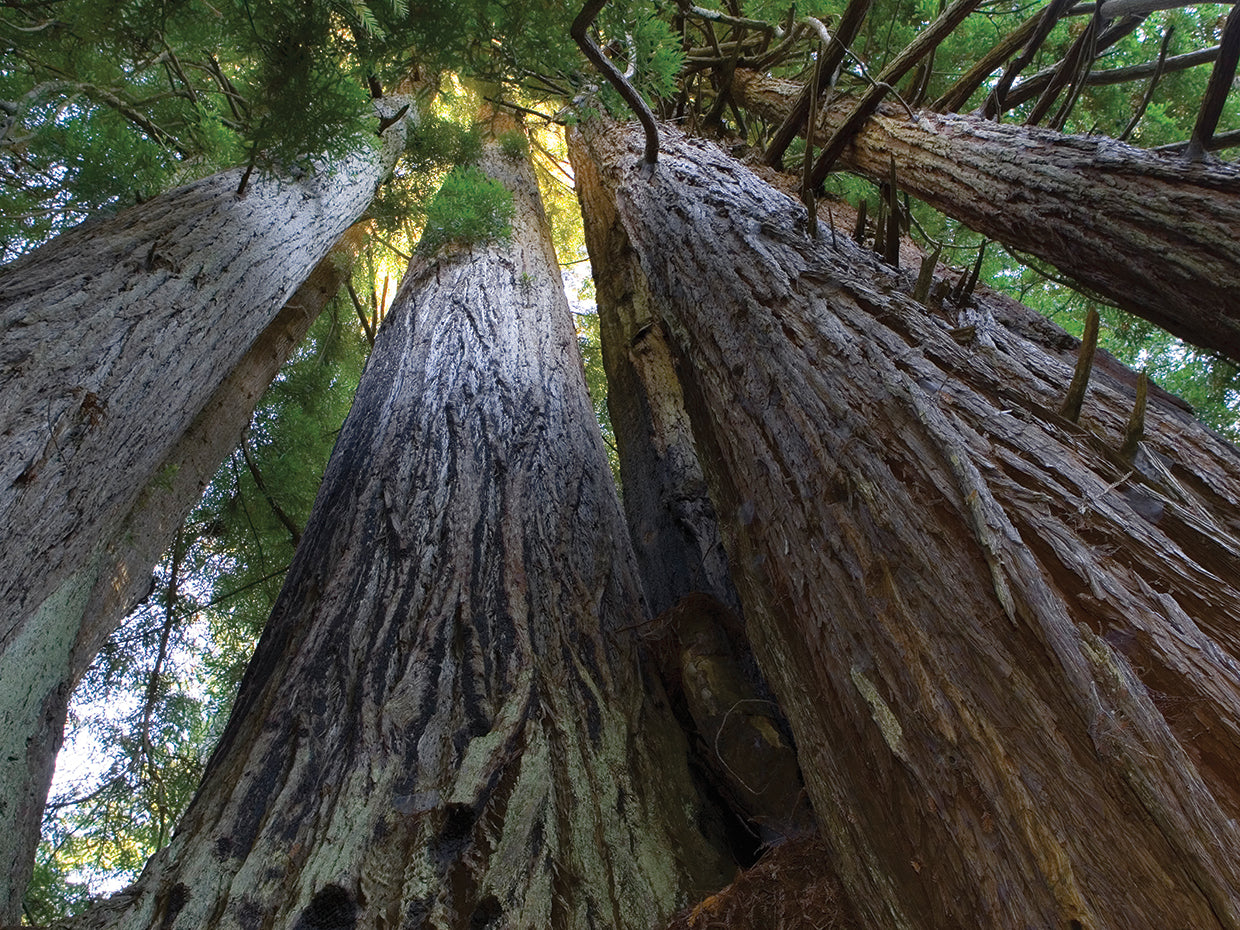 Neverending Redwoods