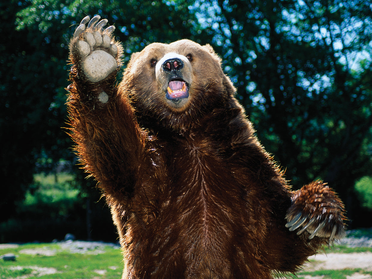 Grizzly saludando Lienzo