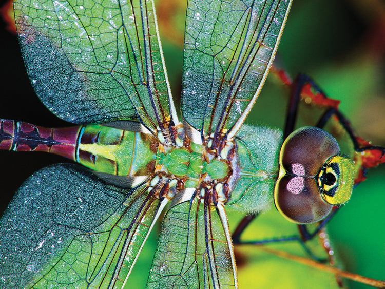 Green Darner Dragonfly