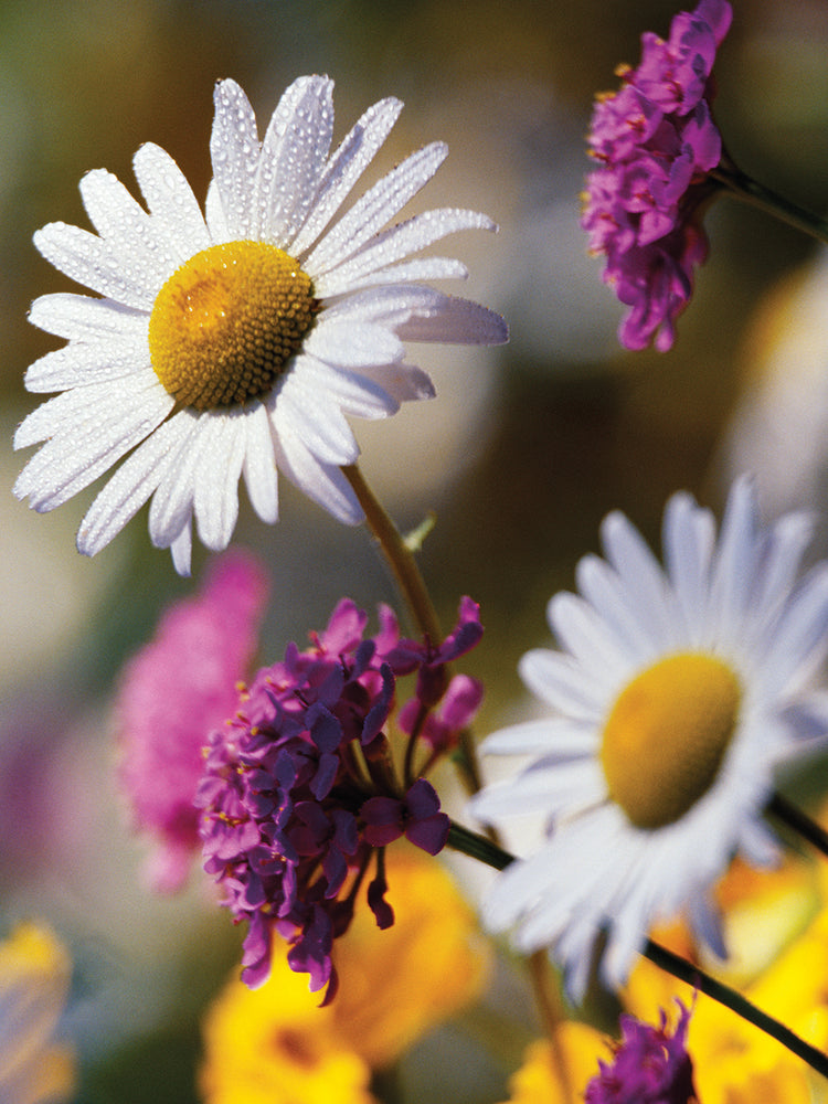 Perfect Wildflowers