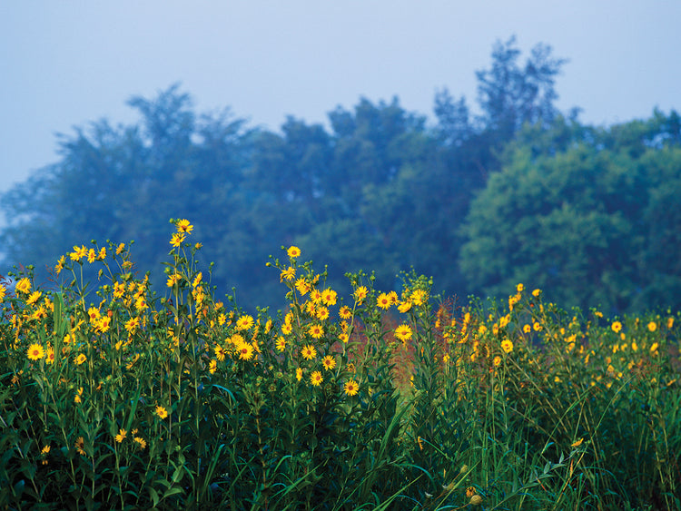Yellow Wildflowers In Bloom