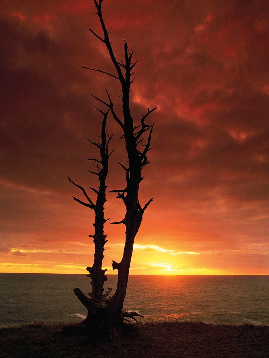 Silhouetted Tree Shapes