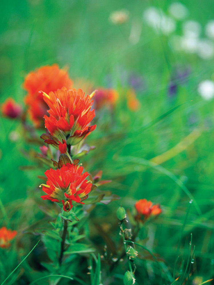 Indian Paintbrush in Bloom