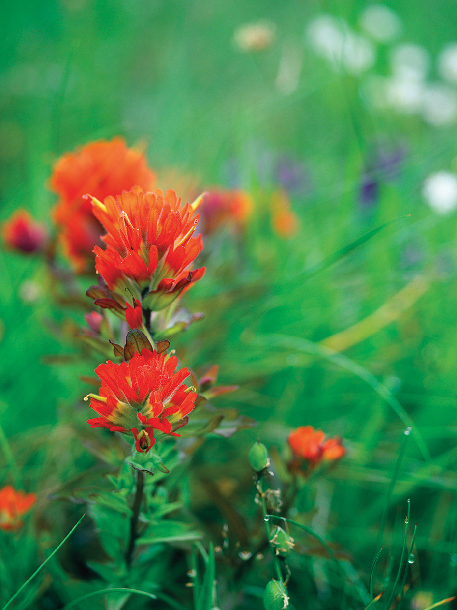 Indian Paintbrush in Bloom