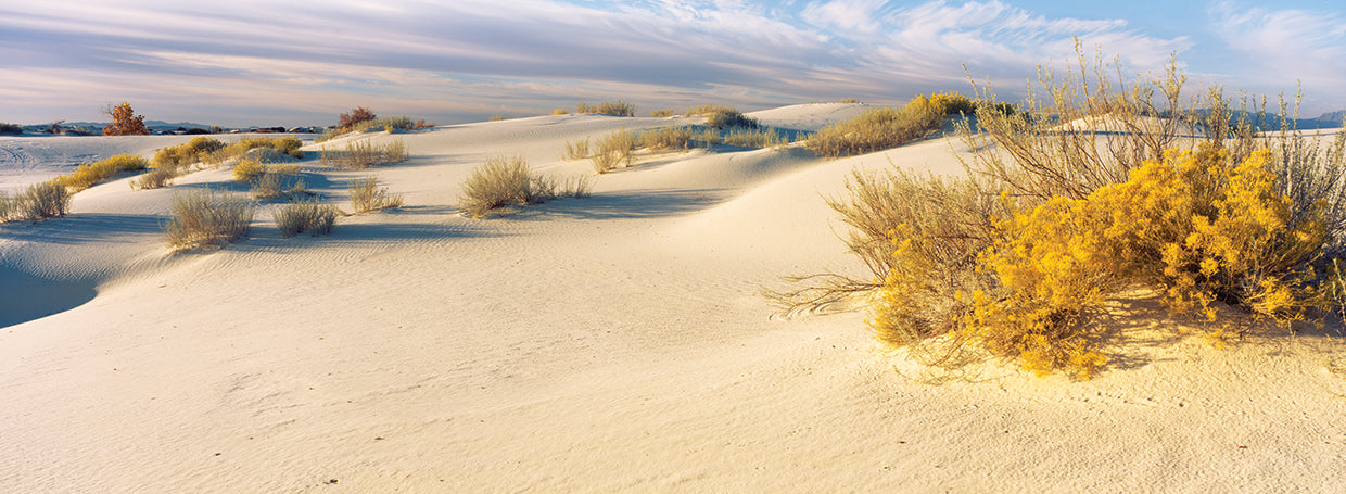 Plantas del desierto, Nuevo México Lienzo