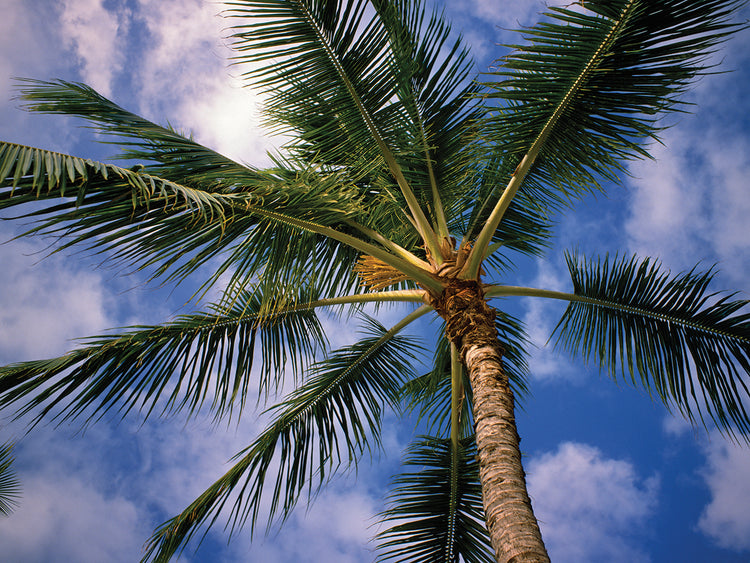 Green Palm Tree Fronds