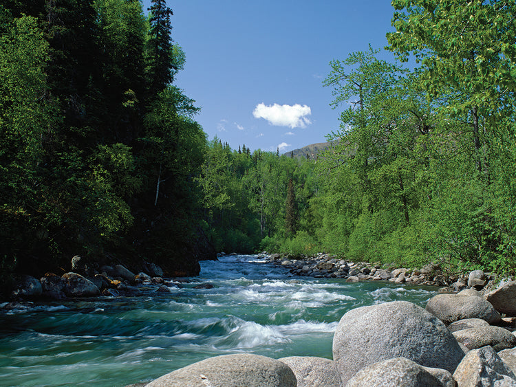 Arroyo de montaña clara, Alaska Lienzo