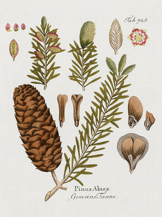 Botanical Fir Canvas Print