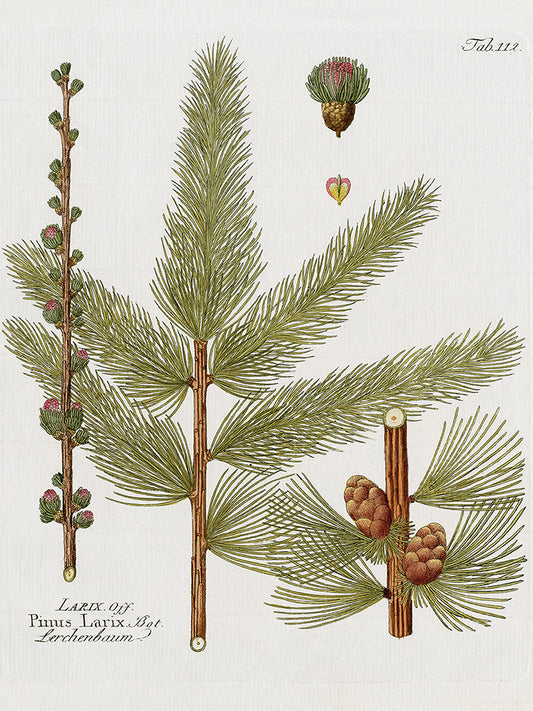 Botanical Larch Canvas Print