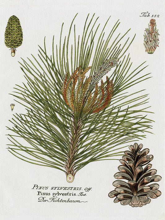 Botanical Spruce Canvas Print