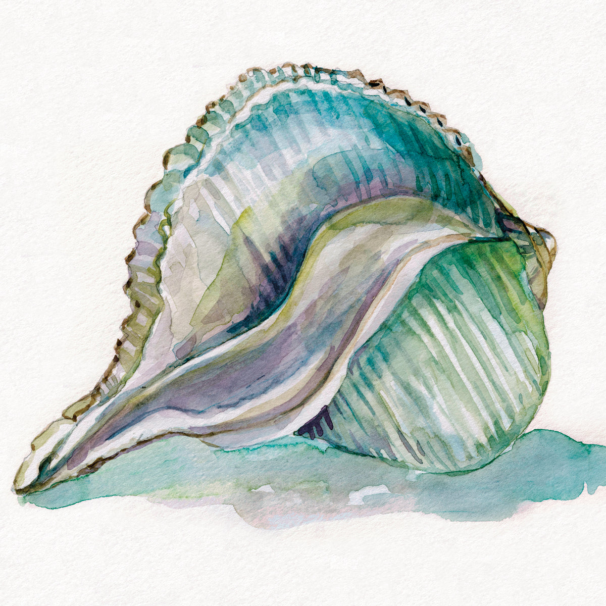 Malecon Shell I
