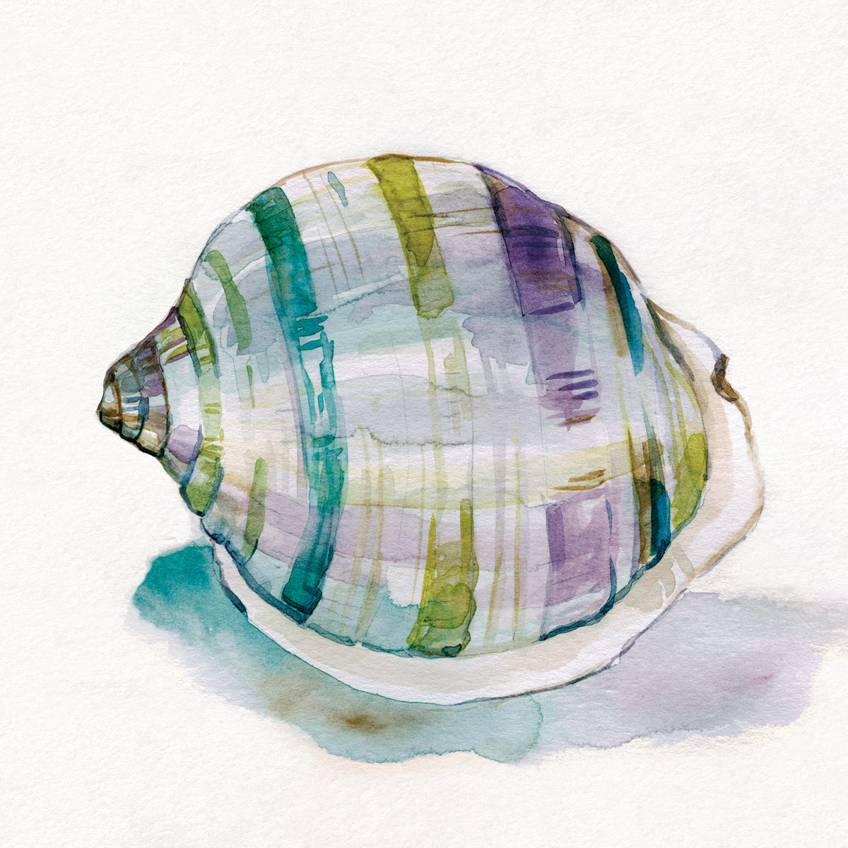 Malecon Shell III