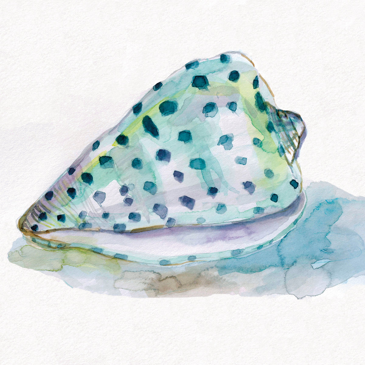 Malecon Shell IV
