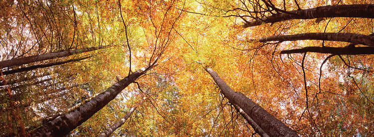 Bavarian Trees in Germany