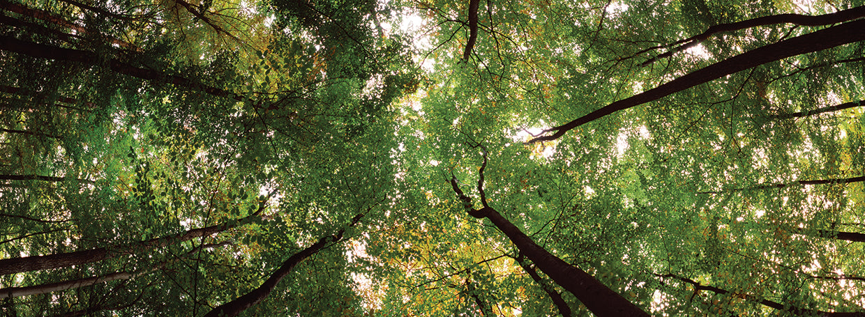 Green Trees in Bavaria