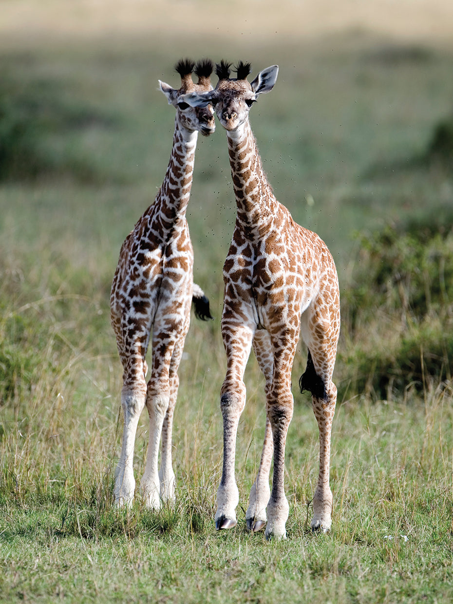 Masai Giraffes