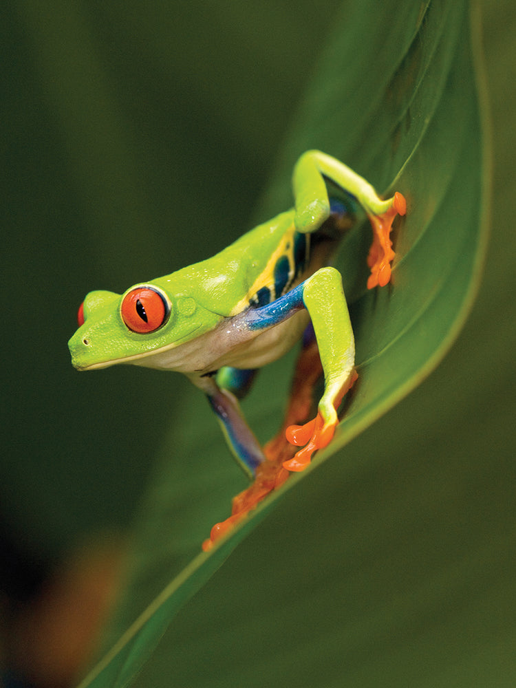 Rana arborícola de ojos rojos Lienzo