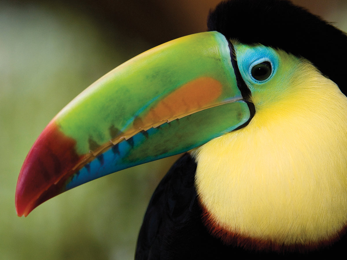 Keel-Billed Toucan