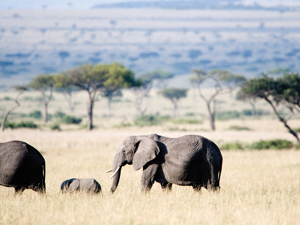 Elefante africano con cría Lienzo