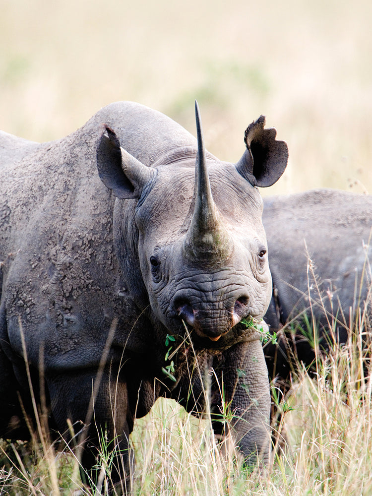 Black Rhinoceros in Kenya