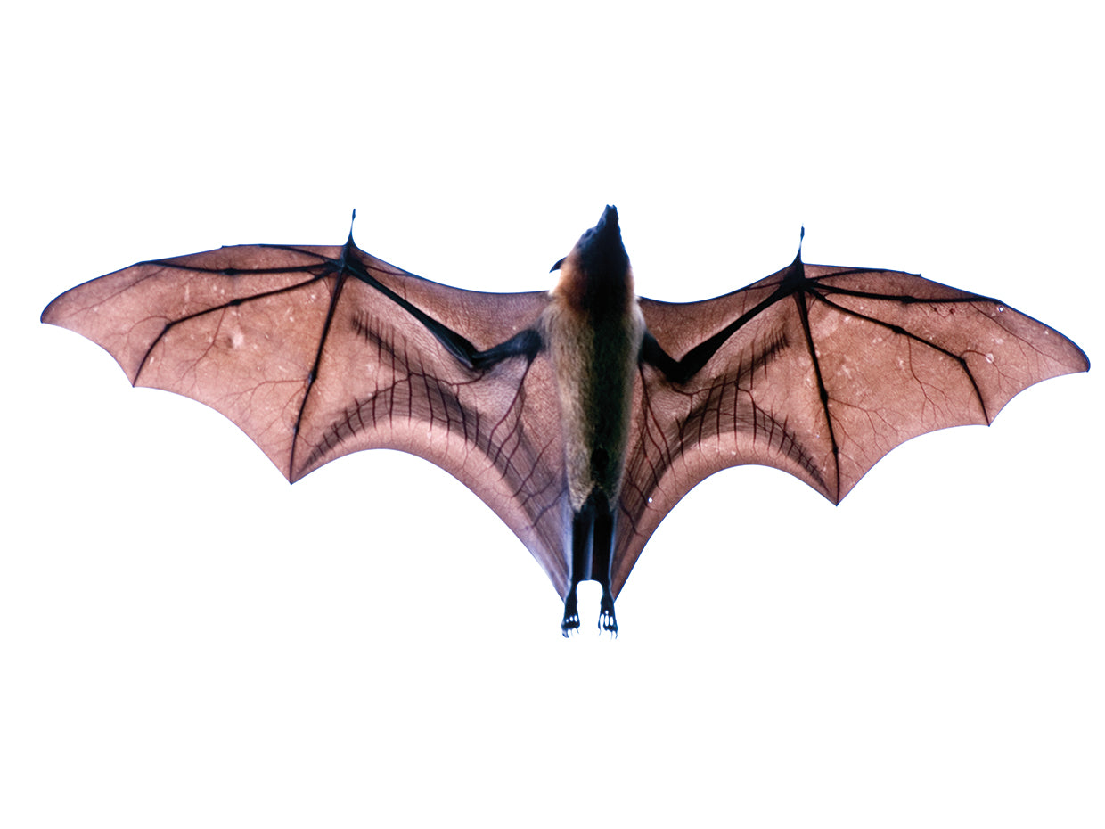 Zorro volador de Madagascar Lienzo