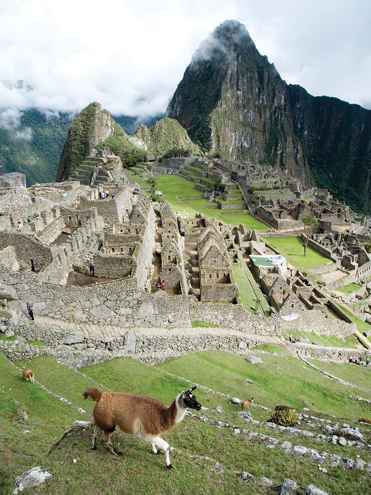 Llama en Machu Picchu Lienzo