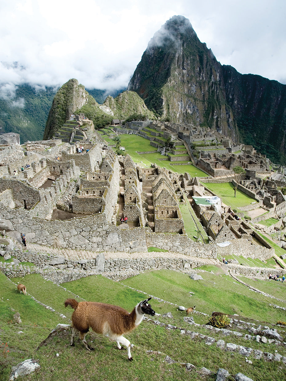Llama en Machu Picchu Lienzo