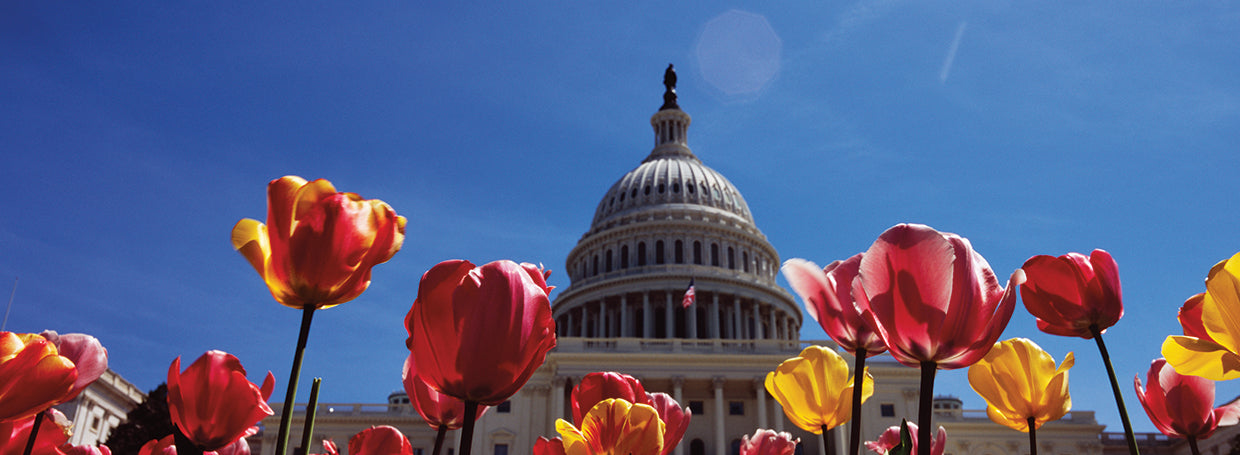 Tulipanes en el edificio del capitolio Lienzo