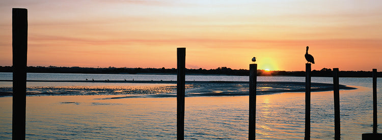 Pelicans Perching in Florida