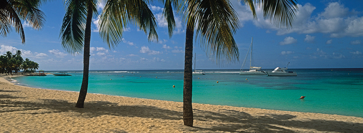 Palm Trees in Guadeloupe