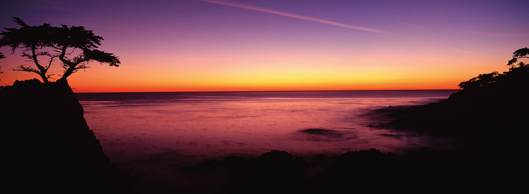 Cypress Tree in California