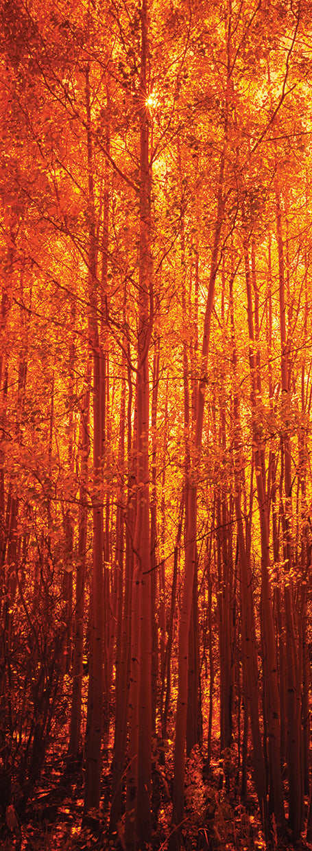 Aspen Trees in Autumn