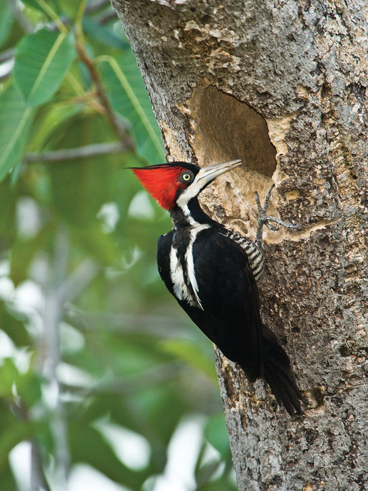 Crimson Crested Woodpecker