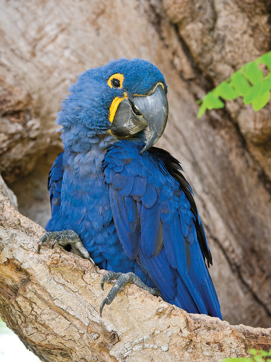 Blue Macaw in Brazil