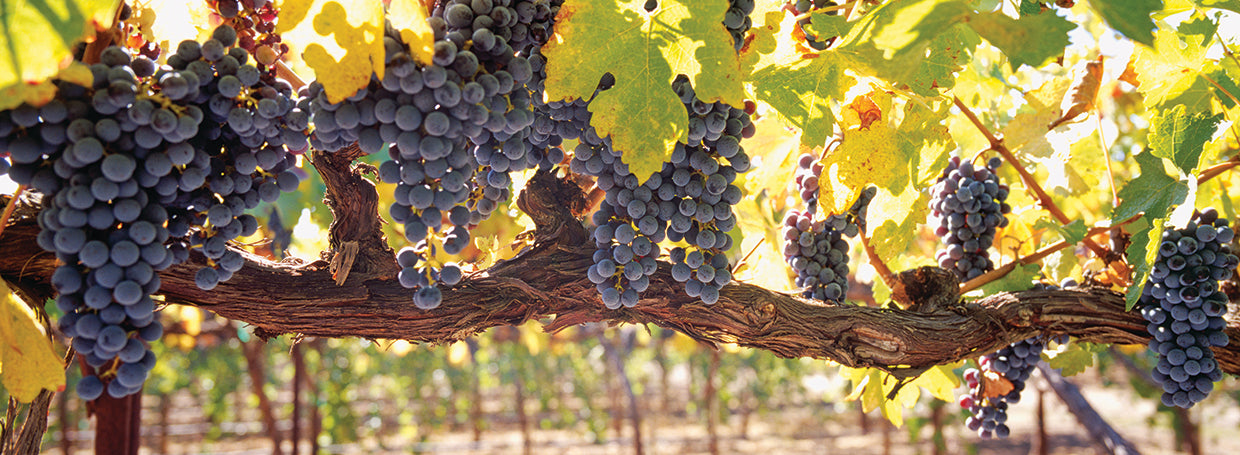 Grapes in Napa Valley