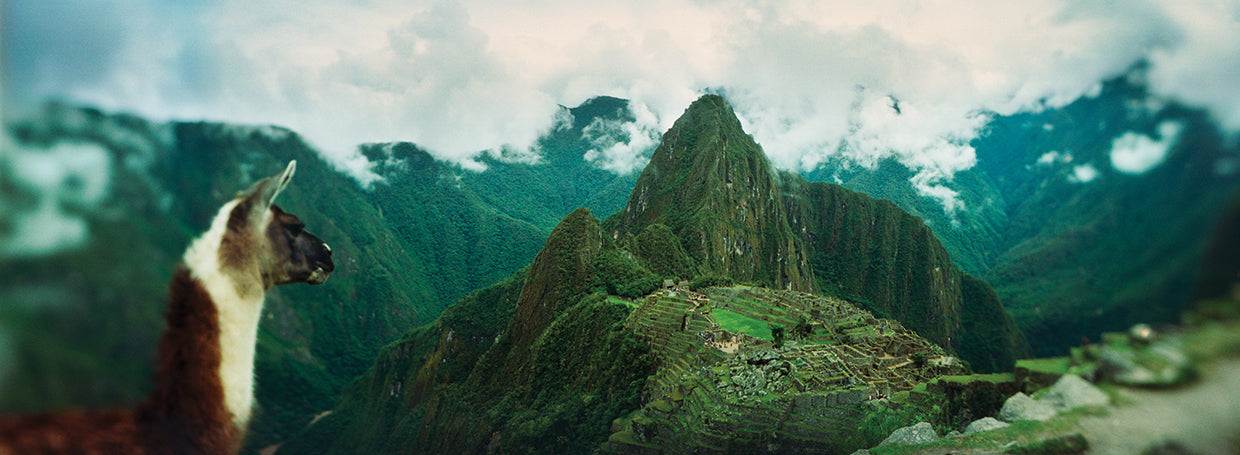 Alpaca en Machu Picchu Lienzo
