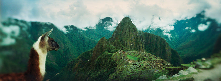Alpaca en Machu Picchu Lienzo