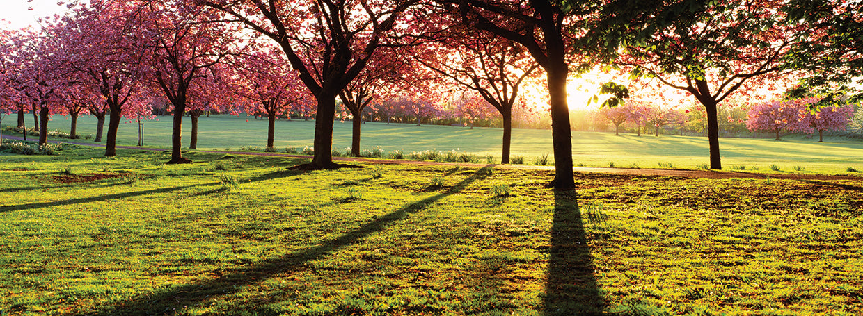 Cherry Blossom at Dawn