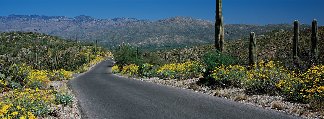 Parque Nacional Saguaro Lienzo