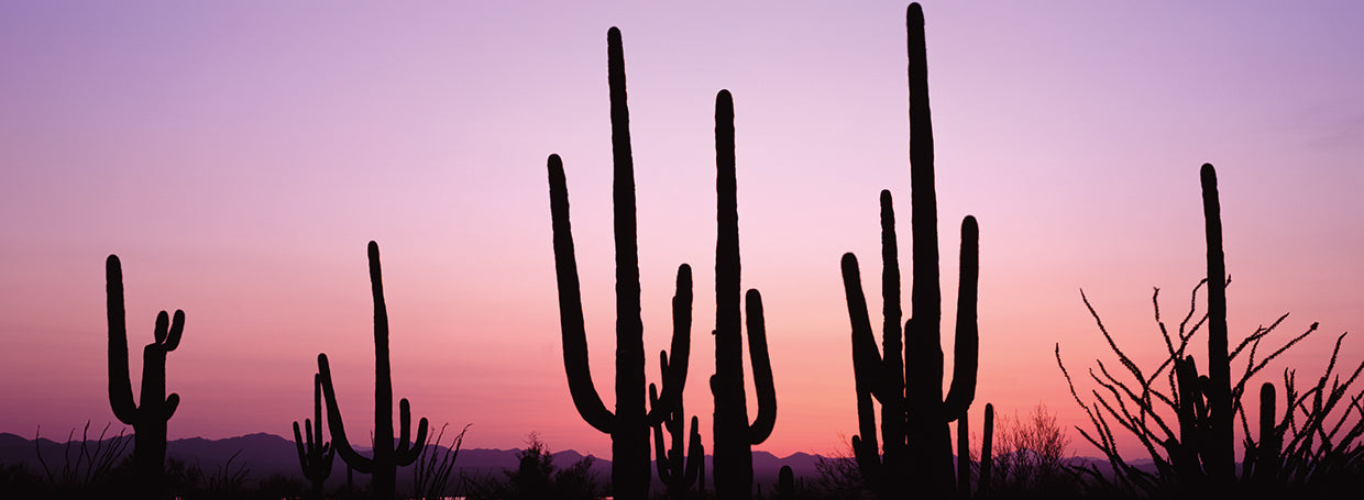 Arizona's Cacti at Dusk
