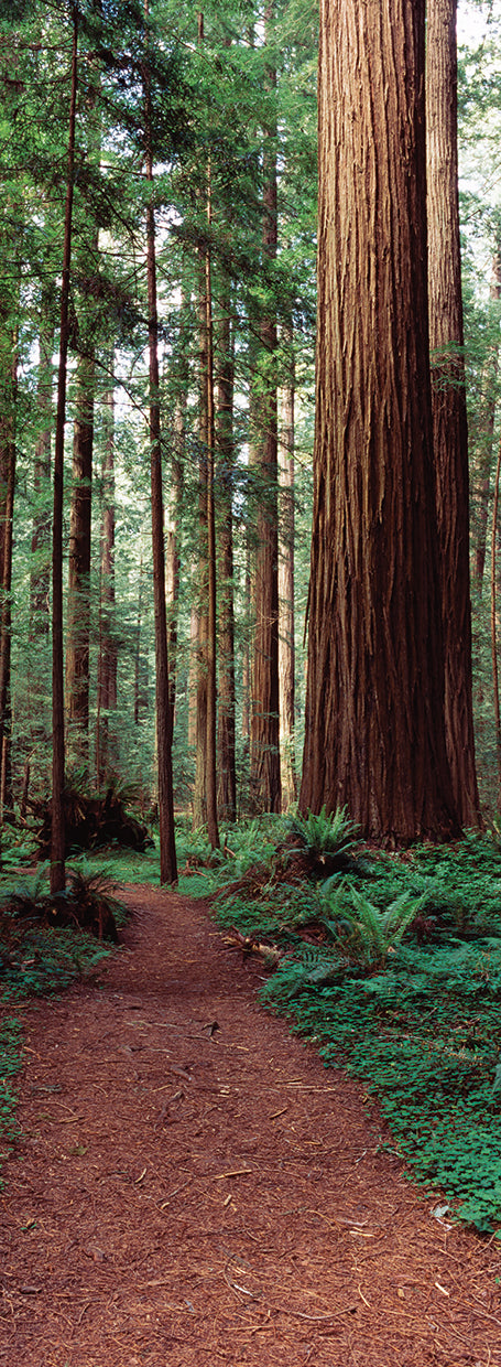 Parque Nacional Redwood Lienzo